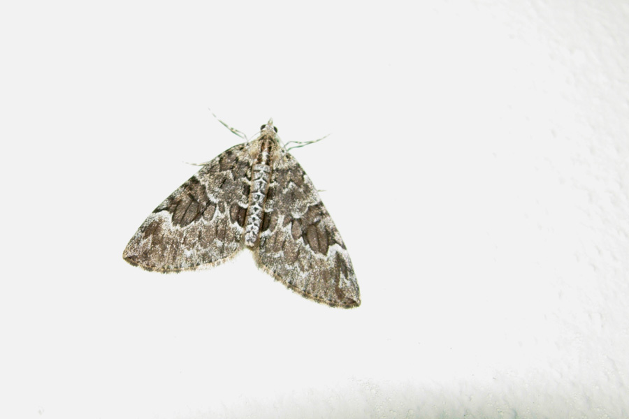 Ancora problemi con i Geometridae....